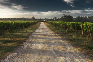 Lire la suite à propos de l’article L’optique pour quantifier l’évolution de la maturation du raisin